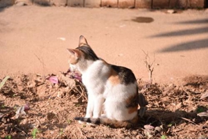 小猫耳朵臭臭的怎么办