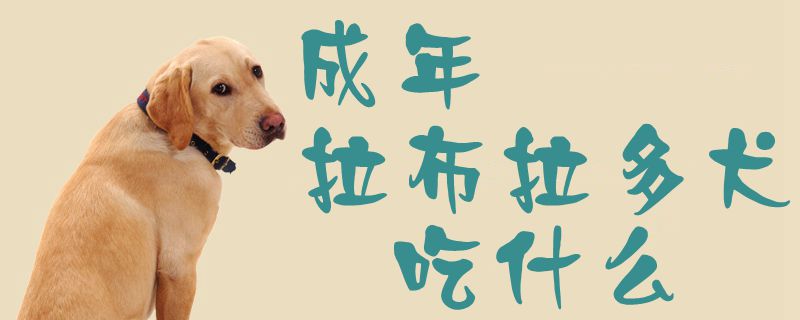 成年拉布拉多犬吃什么1