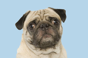 八哥犬口臭怎么办