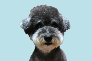 雪纳瑞犬什么时候换牙