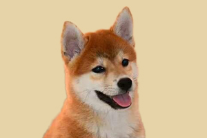 柴犬耳朵多久竖起来