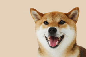 柴犬能吃的零食有哪些