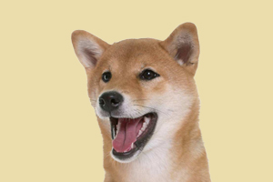 柴犬可以吃什么水果