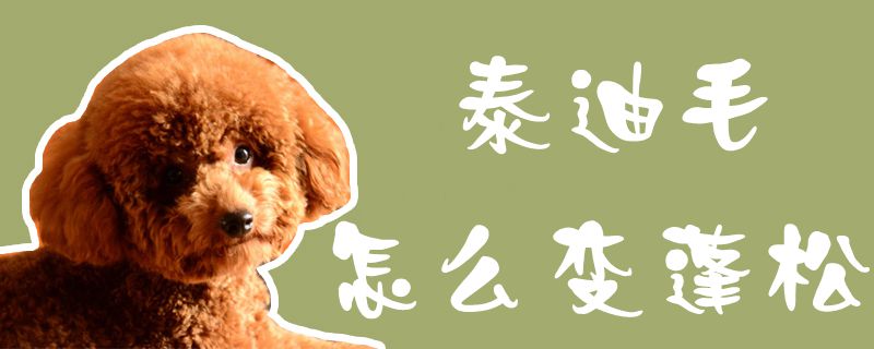 泰迪毛怎么变蓬松1