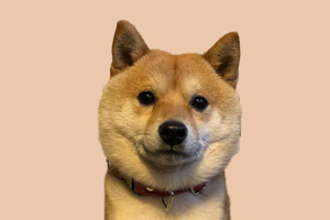 柴犬耳朵多久立起来