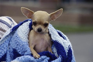 吉娃娃幼犬饲养方法是什么