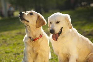 金毛幼犬怎样保暖