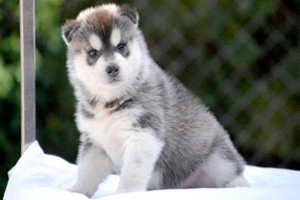 哈士奇洗澡要注意什么