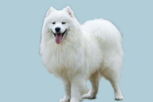 萨摩耶犬怎样配种