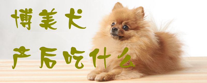 博美犬產後吃什麼1