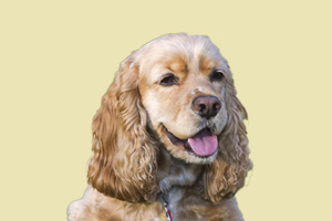 可卡犬怎么算年龄