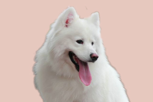 萨摩耶缺钙的症状是什么