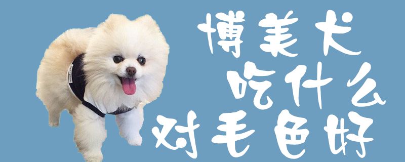 博美犬吃什么对毛色好1