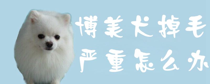 博美犬掉毛严重怎么办1