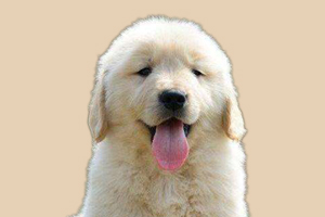 金毛幼犬晚上叫怎么办