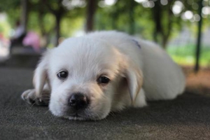 刚出生的狗狗怎么喂奶