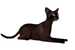 刚出生的猫咪怎么照顾