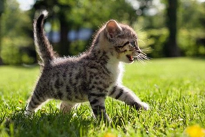 如何照顾刚出生的猫咪