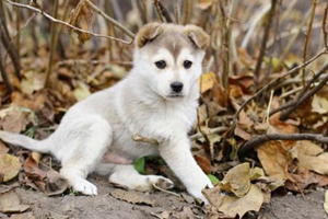 新生的小狗怎么喂奶