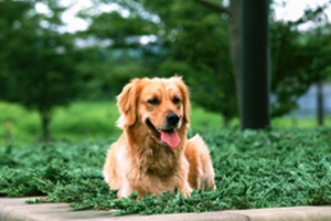 狗狗生产后怎么护理