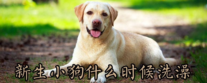 新生小狗什么时候洗澡