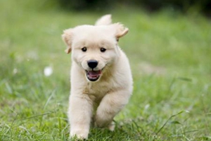 新生小狗什么时候洗澡