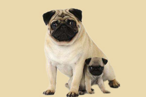 巴哥补钙吃什么