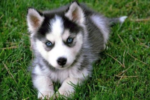 小狗生产后应注意什么