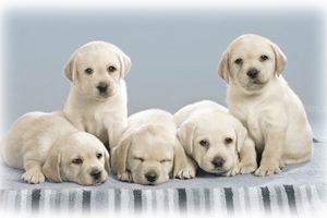 养小狗要给他吃什么