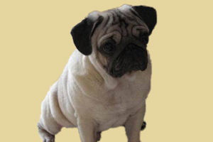 巴哥什么时候才能配种