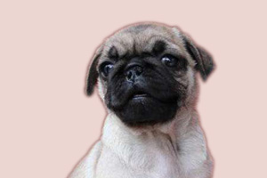 巴哥什么时候换毛