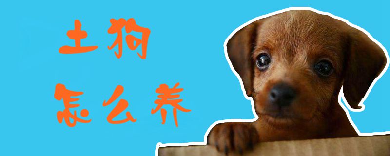 土狗怎么养1