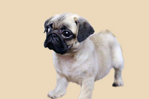 巴哥不能吃什么