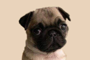 巴哥犬什么时候换毛