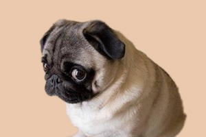 巴哥不能吃什么东西