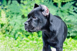 小狗拉屎特别干怎么办