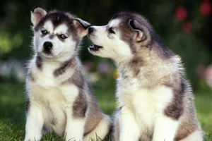 狗狗不排便怎么办