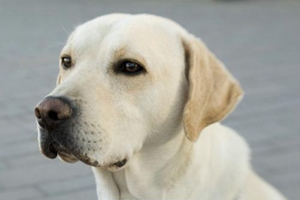 小狗狗为什么有口臭