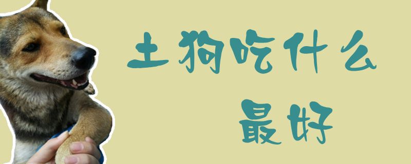 土狗吃什么最好1