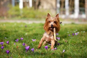 小狗狗为什么流眼泪