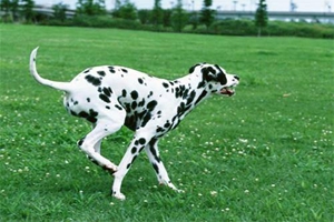 小狗狗为什么叫