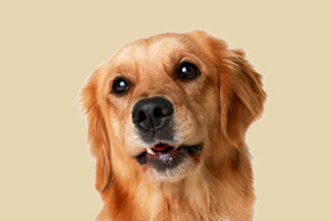 金毛犬缺钙怎么办