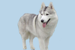 哈士奇怎样不拆家