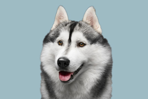 哈士奇有什么优点