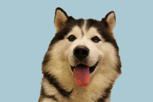 哈士奇耳朵塌是怎么回事