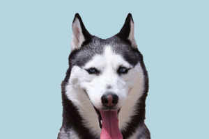 哈士奇如何分纯种