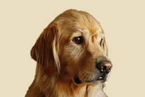 金毛犬不听话怎么训