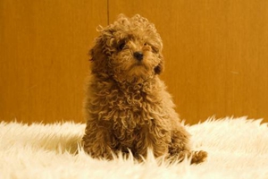 贵宾生产准备什么