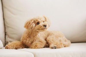 贵宾生完小狗吃什么好