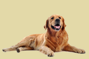 金毛要怎么才能长胖